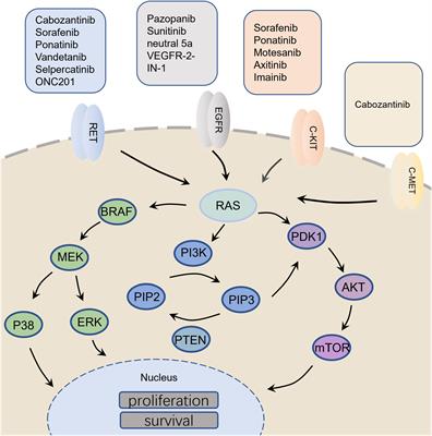 Design of new drugs for medullary thyroid carcinoma